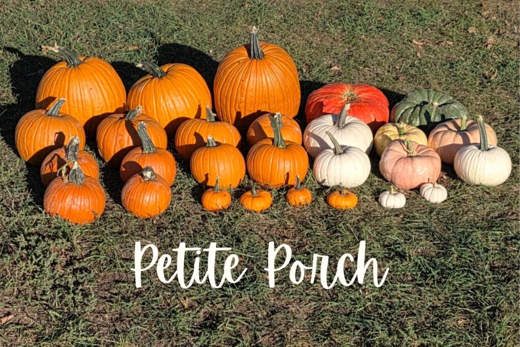 northern colorado pumpkins 3