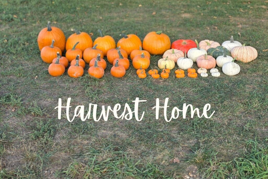 northern colorado pumpkins 3