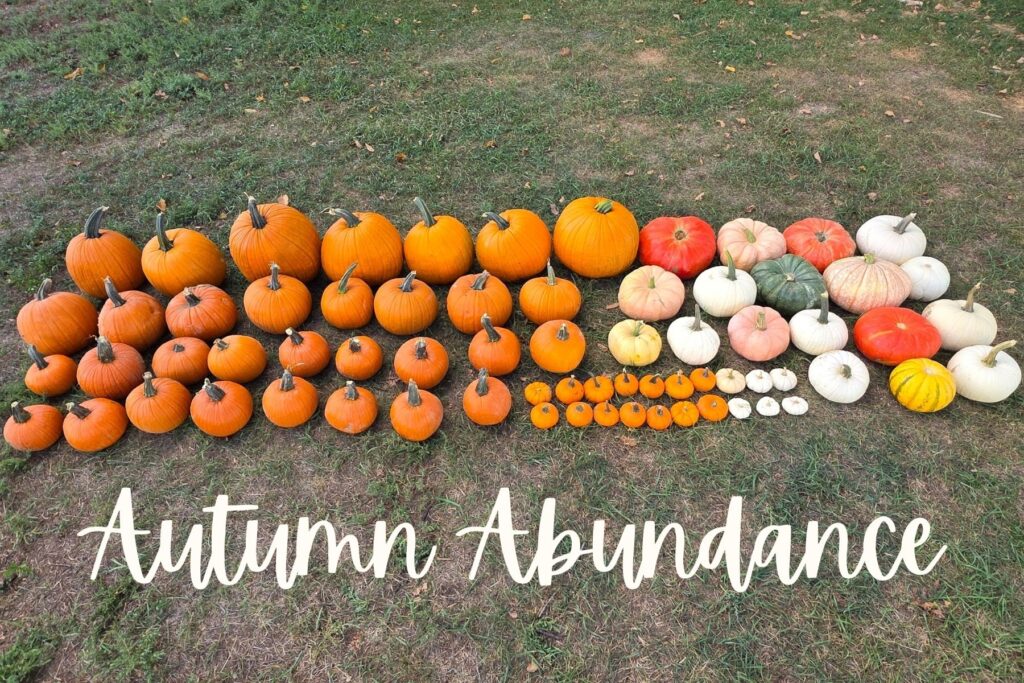 northern colorado pumpkins 3