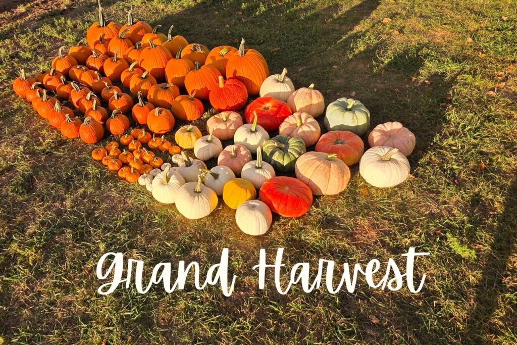 northern colorado pumpkins 3