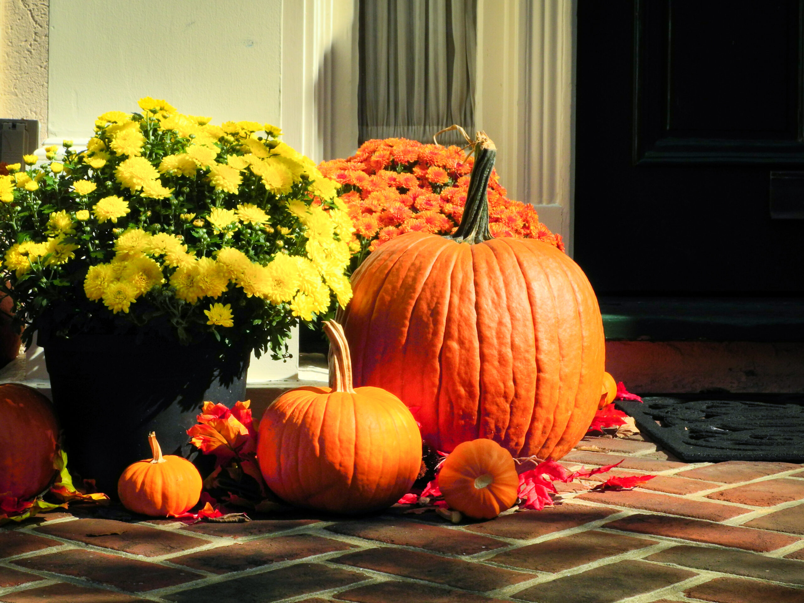 northern colorado pumpkins