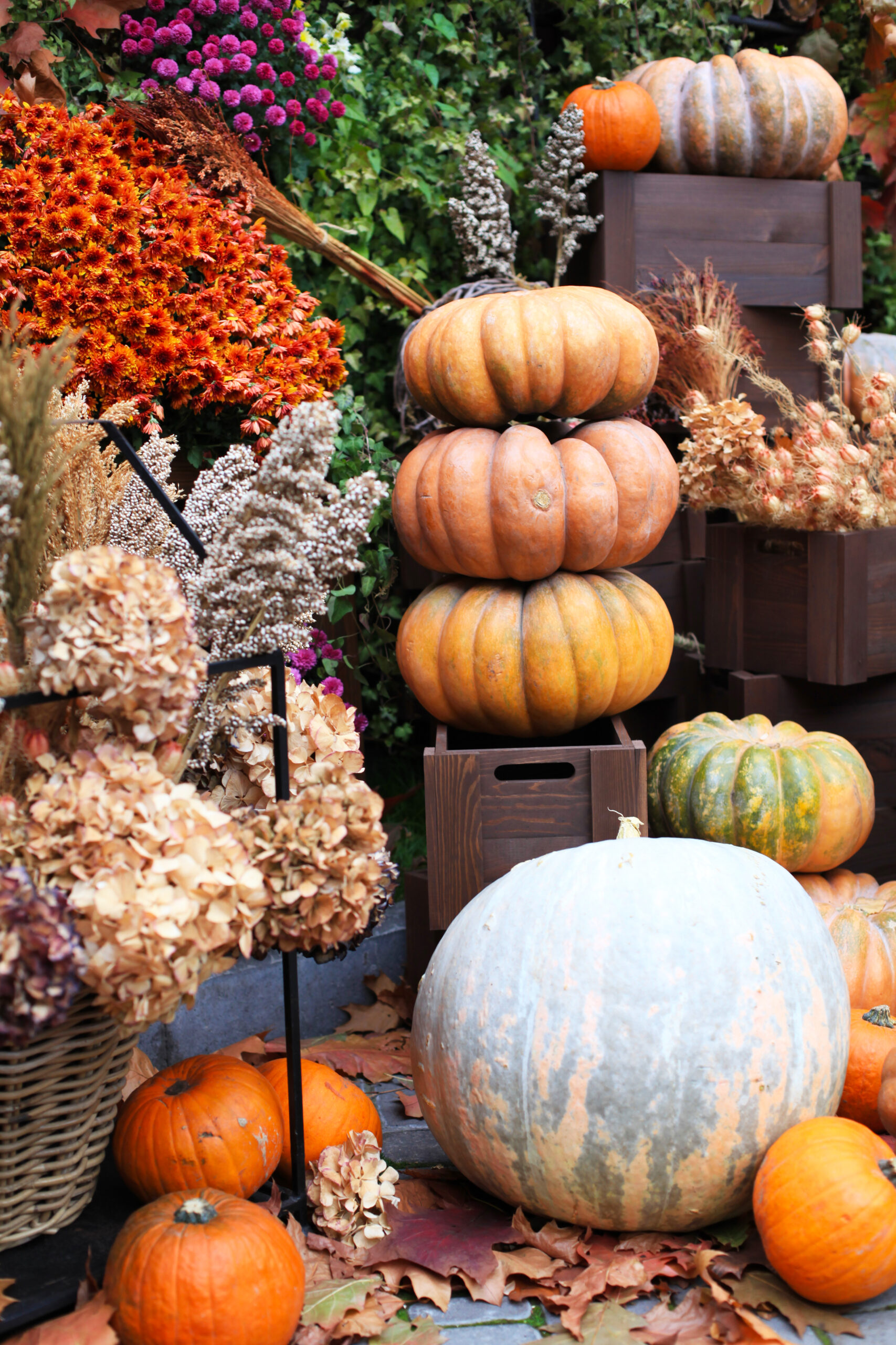 northern colorado pumpkins